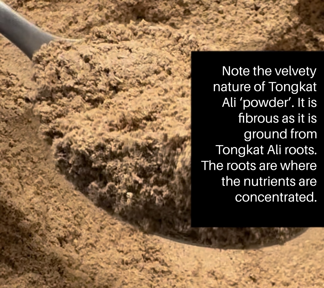 Malaysian True Yellow Whole Root Eurycoma Longifolia Jack 'Tongkat Ali' Natural Tonic Fine Milled Powder, Not Extracts 100g - Image 6
