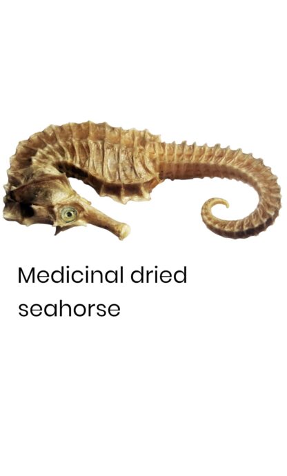 seahorse aphrodisiac